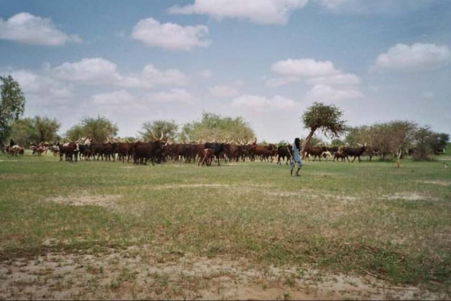 Niger animal husbandry